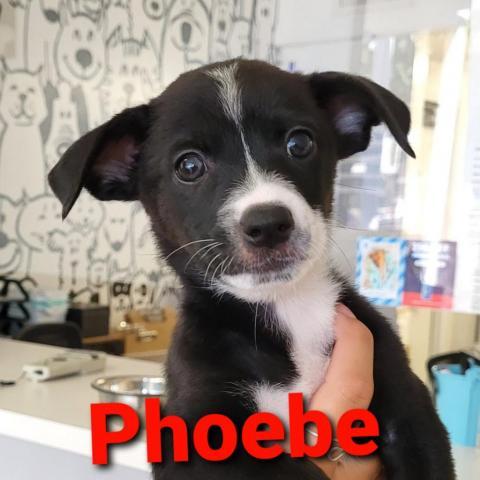 Phoebe
