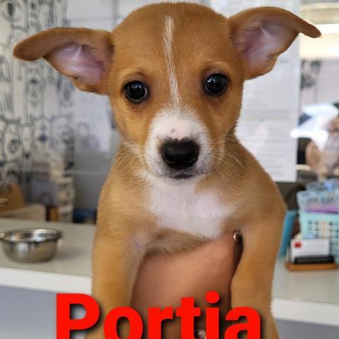 Portia