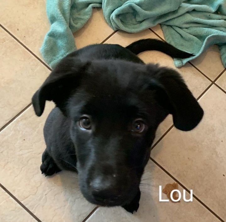 Lou, an adoptable Black Labrador Retriever Mix in Oklahoma City, OK_image-1