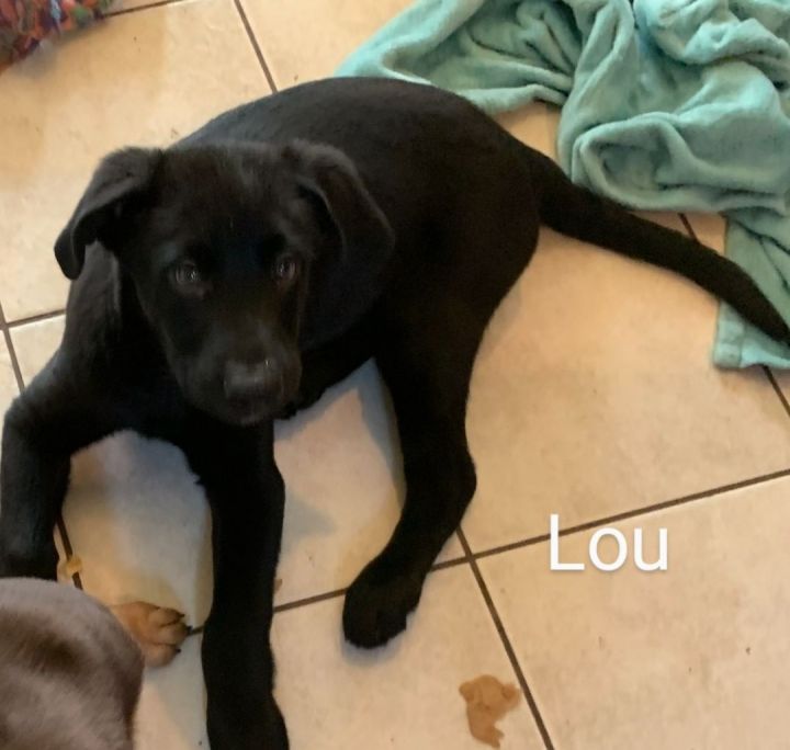 Lou, an adoptable Black Labrador Retriever Mix in Oklahoma City, OK_image-2
