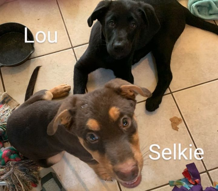 Lou, an adoptable Black Labrador Retriever Mix in Oklahoma City, OK_image-3