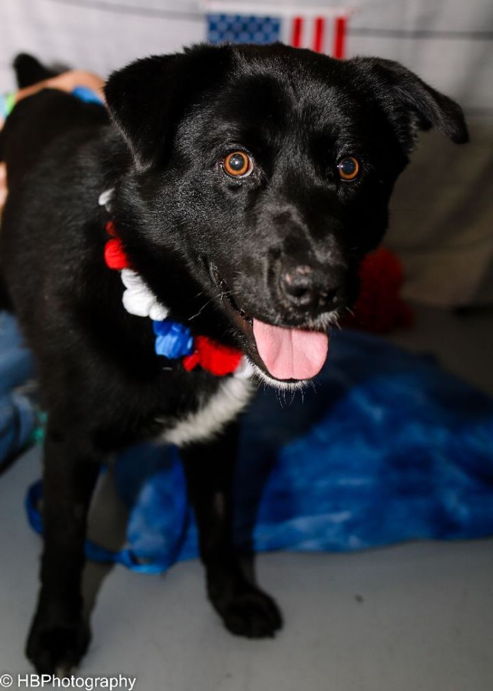 Shadow , an adopted Border Collie Mix in Colorado Springs, CO_image-1