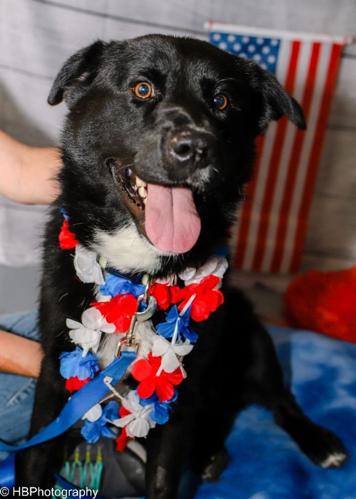 Shadow , an adopted Border Collie Mix in Colorado Springs, CO_image-5
