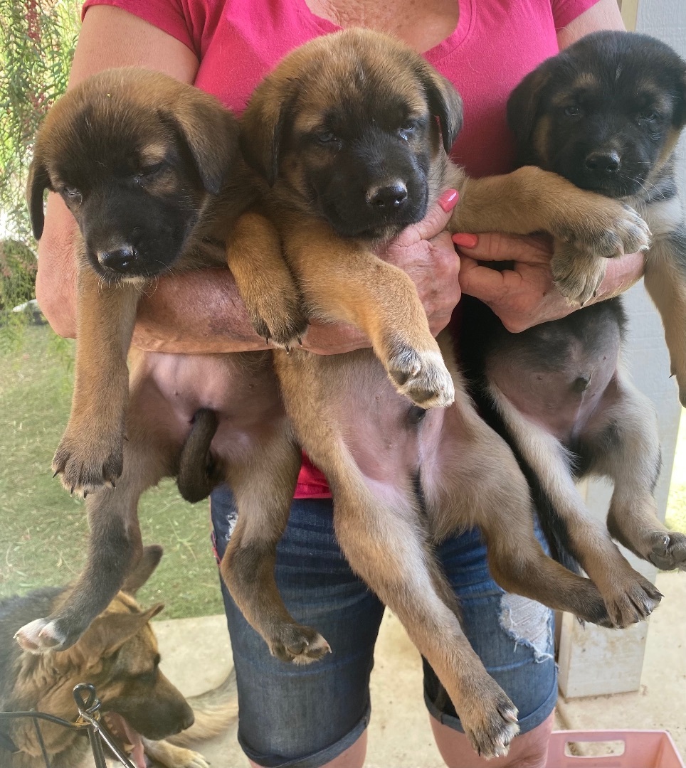 7 Shepard Puppies