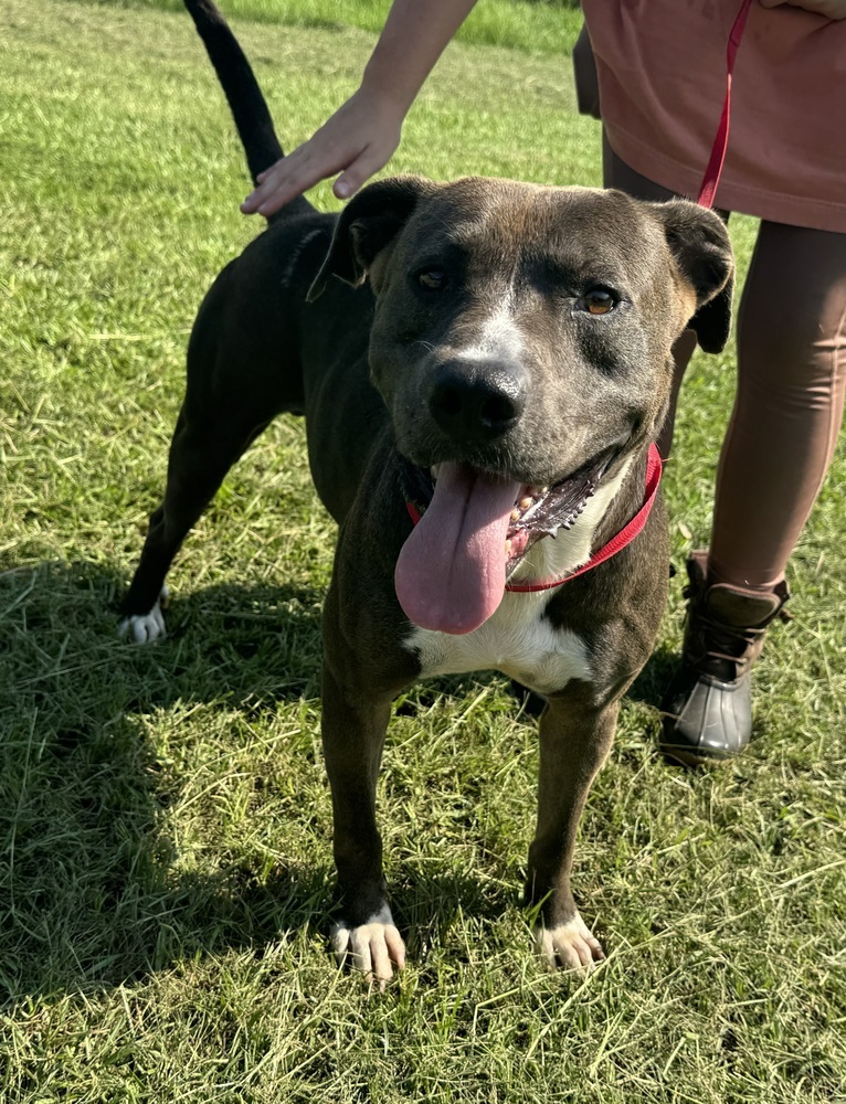 Rico, an adoptable Labrador Retriever in Troy, AL, 36081 | Photo Image 1