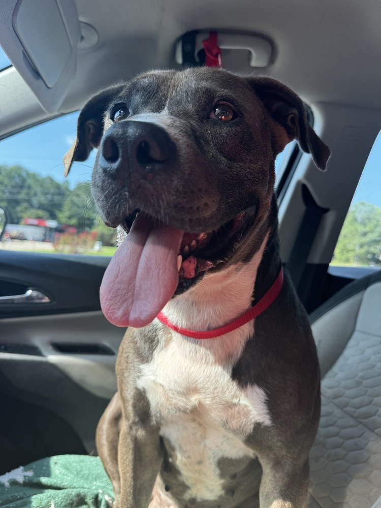 Rico, an adoptable Labrador Retriever in Troy, AL, 36081 | Photo Image 1