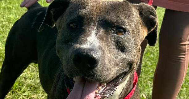 Rico, an adoptable Labrador Retriever in Troy, AL, 36081 | Photo Image 1