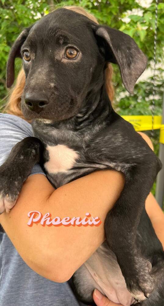 phoenix