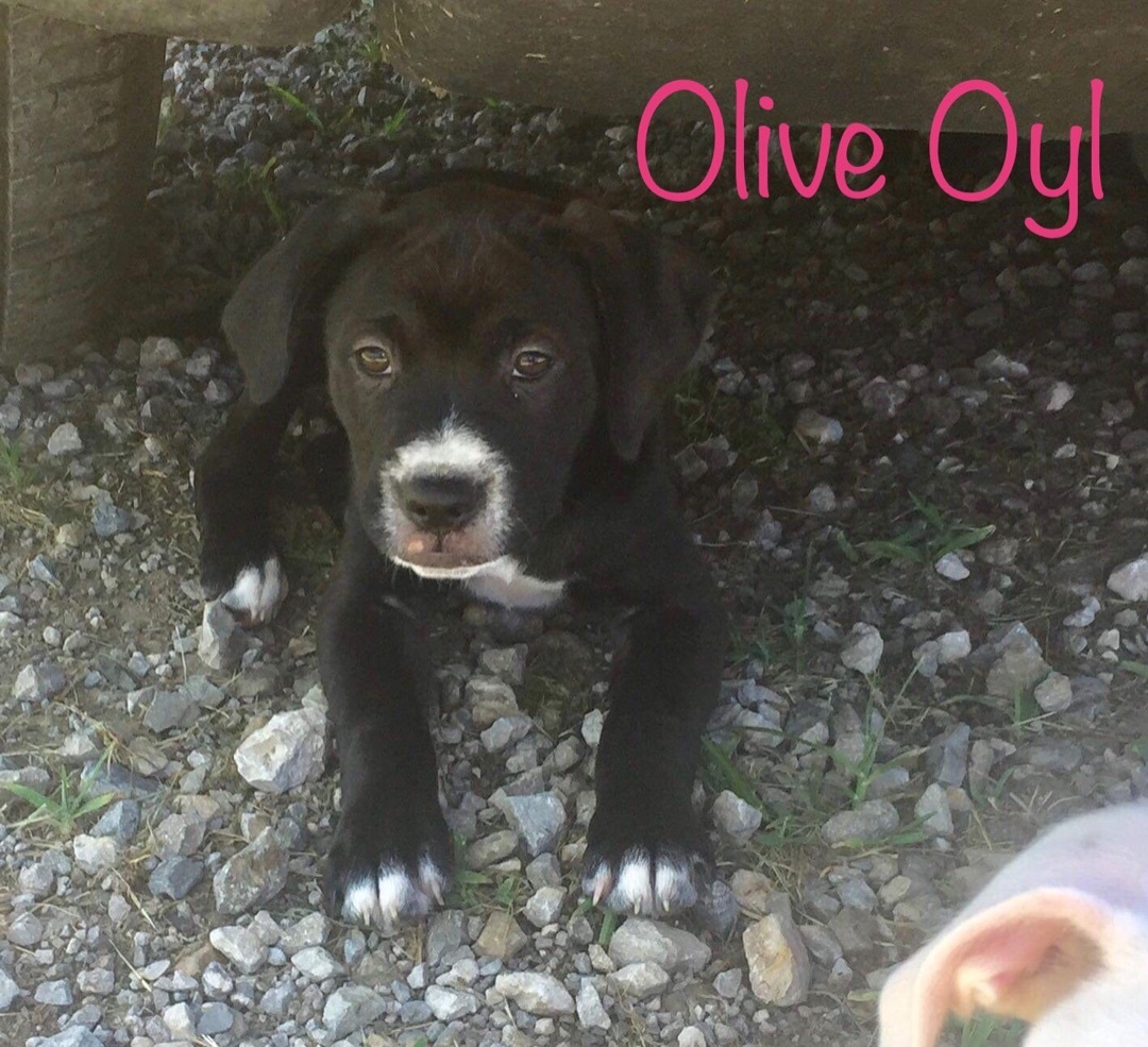 Olive Oyl