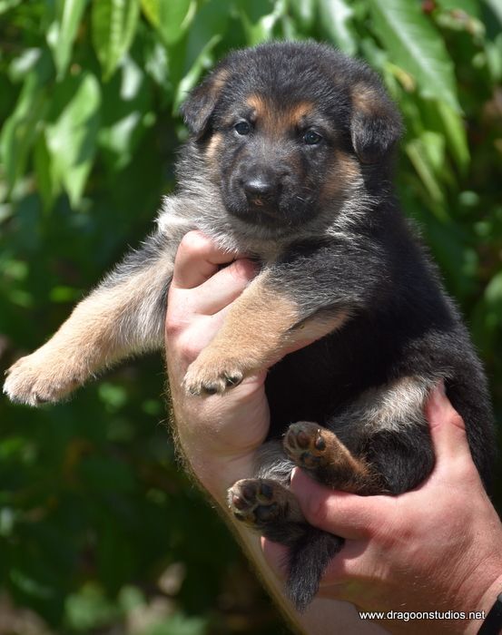 Blueberry, GSD mixed pup, $400 fee