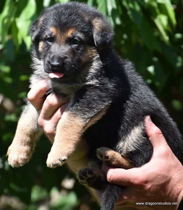 Blackberry, GSD mixed pup, $400 fee