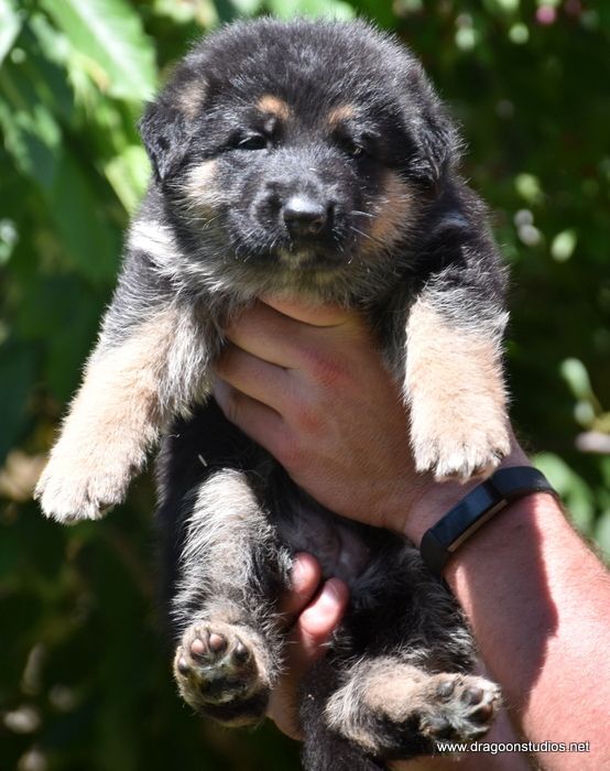 Grapefruit, GSD mixed pup, $400 fee