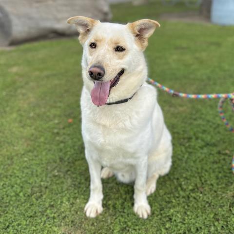 ALIF, an adoptable German Shepherd Dog, Mixed Breed in Camarillo, CA, 93010 | Photo Image 1