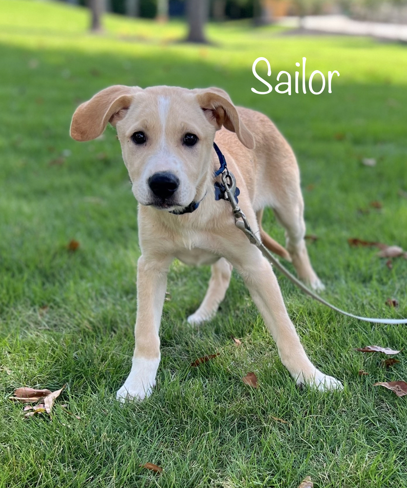 Sailor