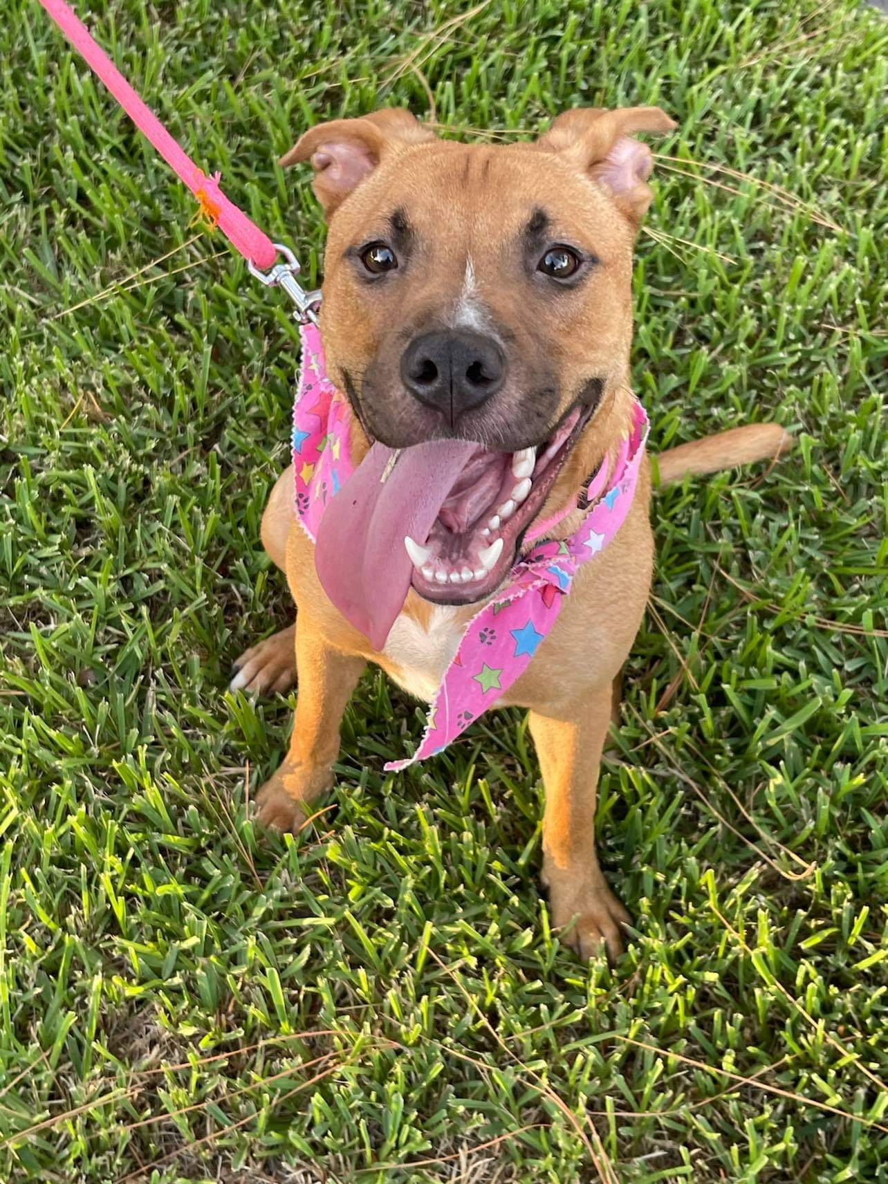 Caralina, an adoptable Black Mouth Cur in East Hartford, CT, 06118 | Photo Image 1