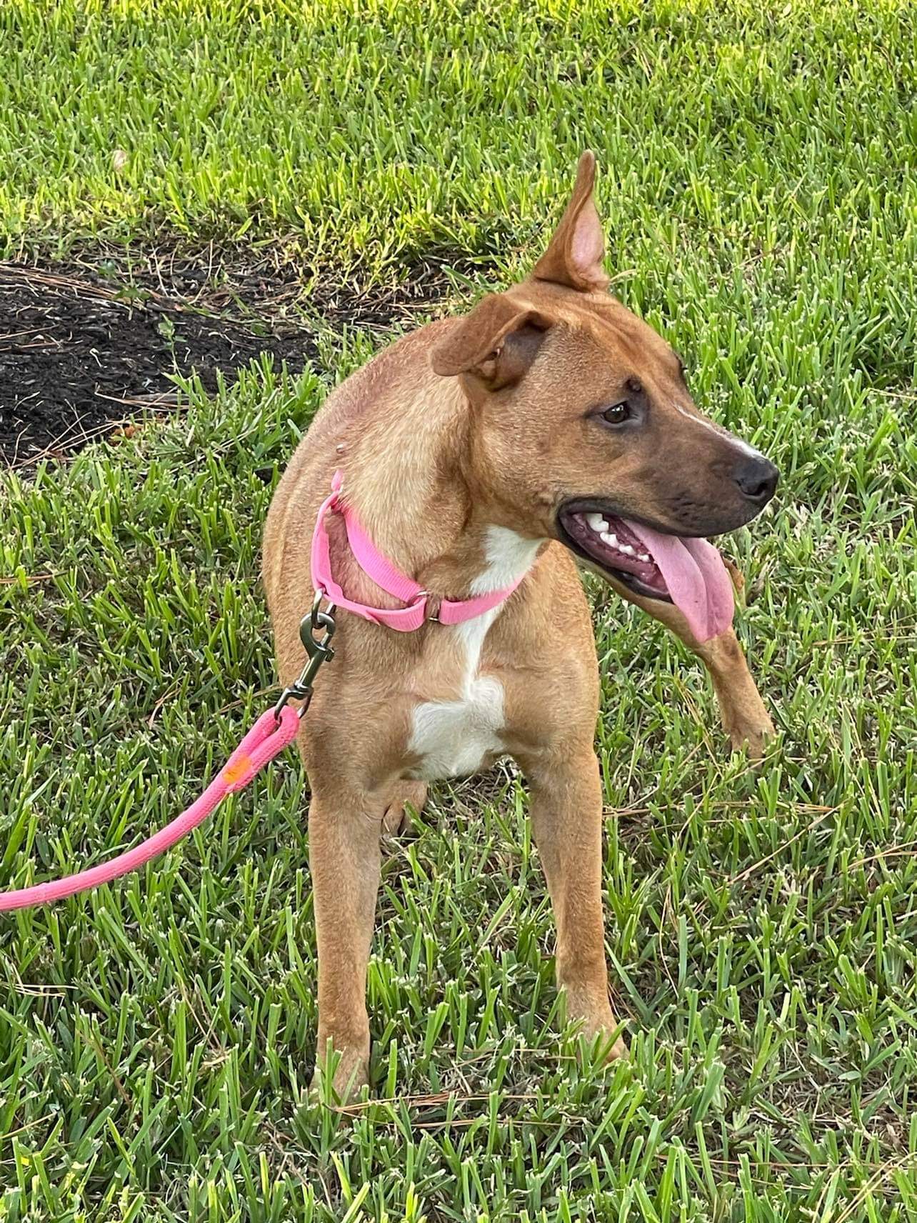 Caralina, an adoptable Black Mouth Cur in East Hartford, CT, 06118 | Photo Image 2