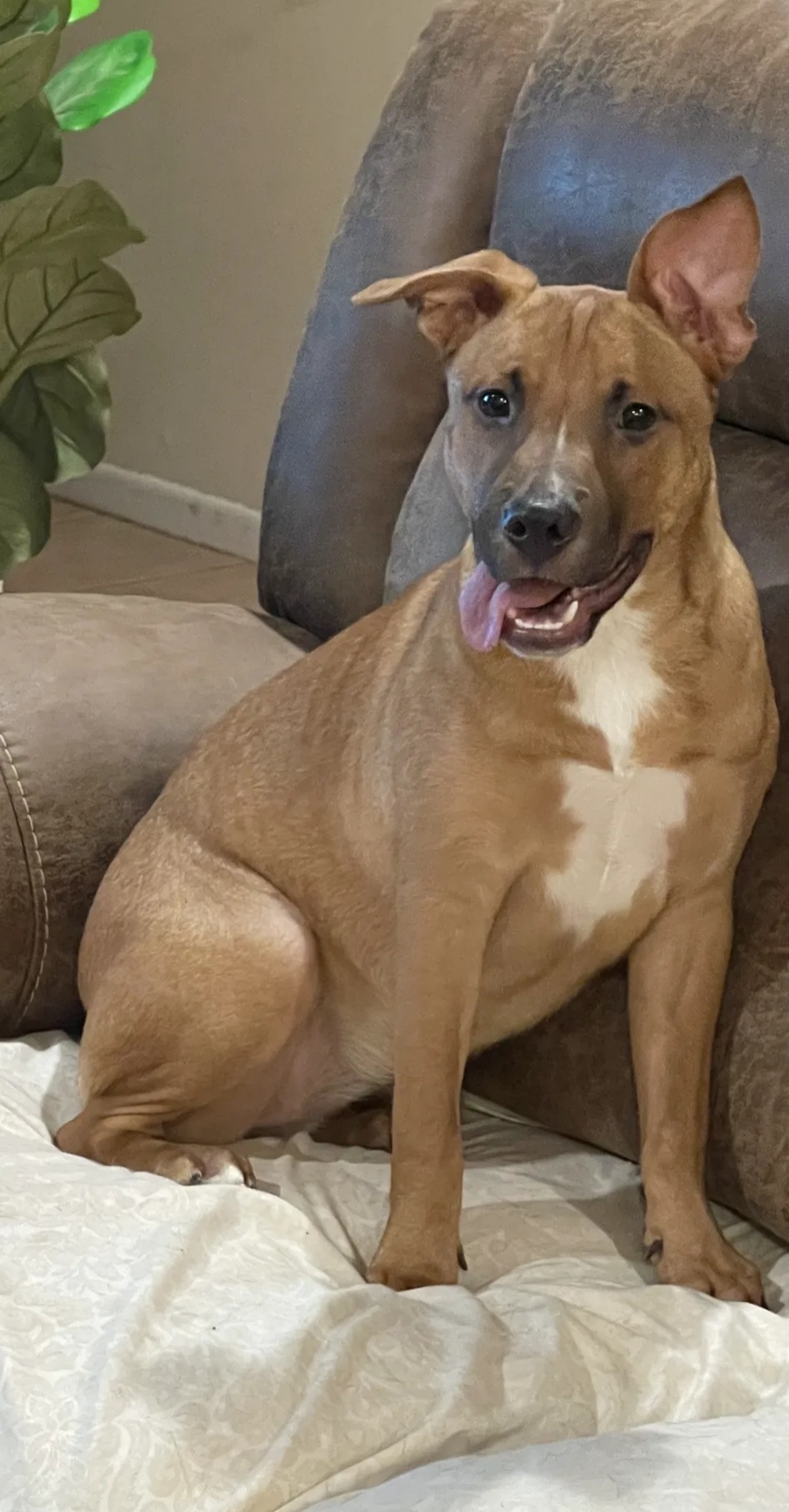 Caralina, an adoptable Black Mouth Cur in East Hartford, CT, 06118 | Photo Image 3