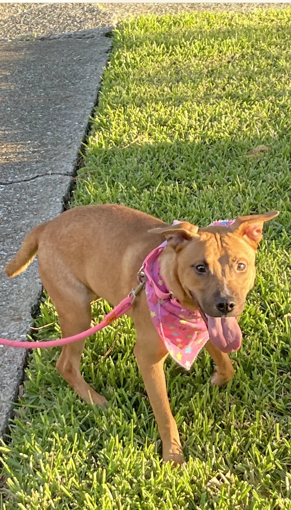 Caralina, an adoptable Black Mouth Cur in East Hartford, CT, 06118 | Photo Image 4