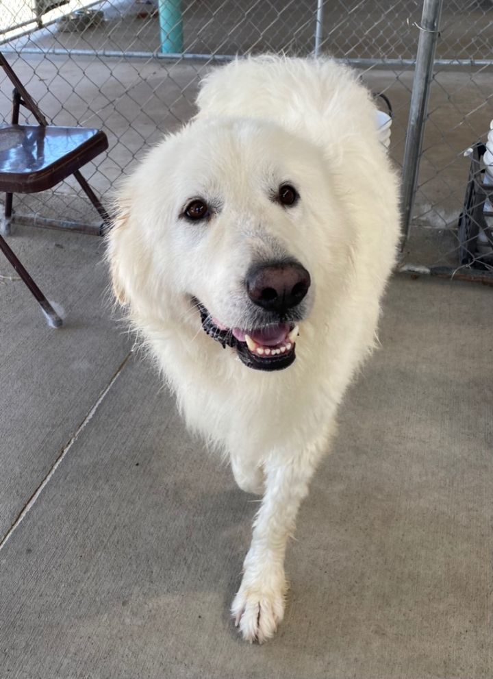 Maddie, an adoptable Great Pyrenees in Saint Louis, MO_image-3