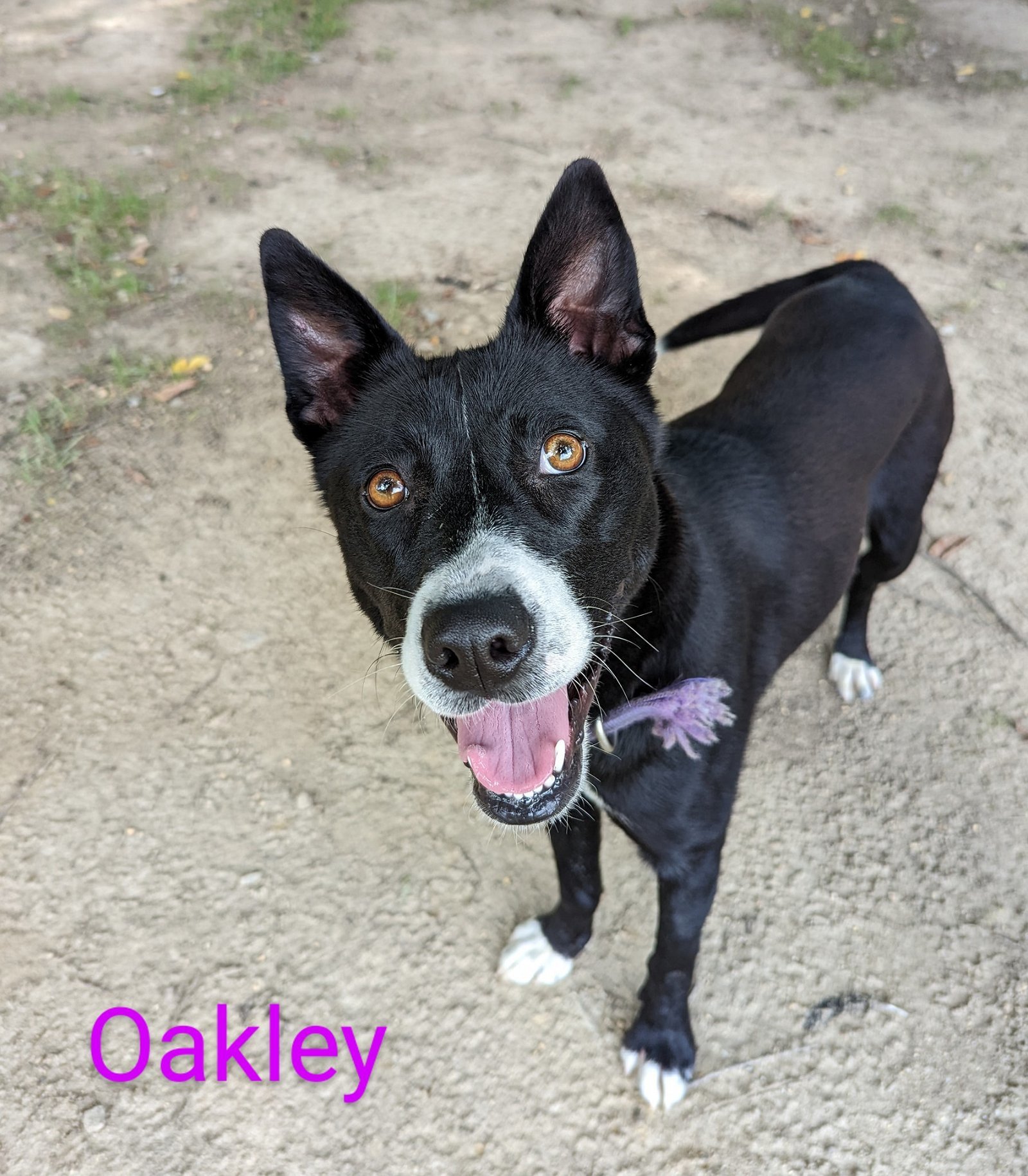 Oakley in Colonial Heights VA