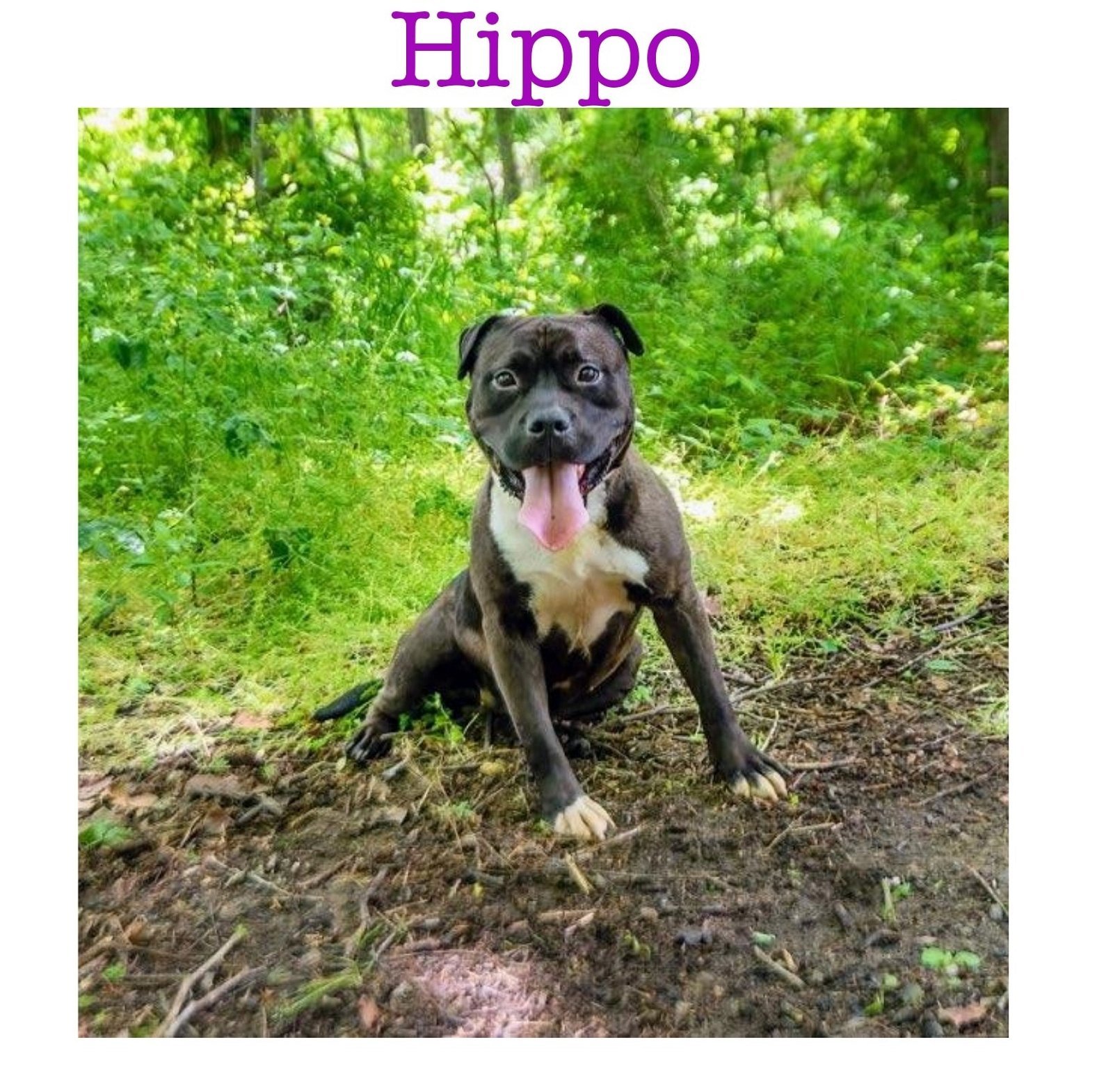 Hippo in Colonial Heights VA