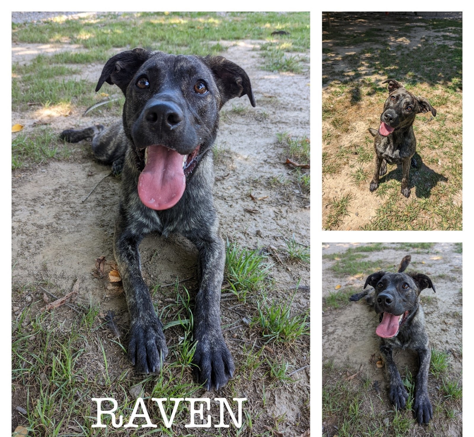 Raven in Colonial Heights VA