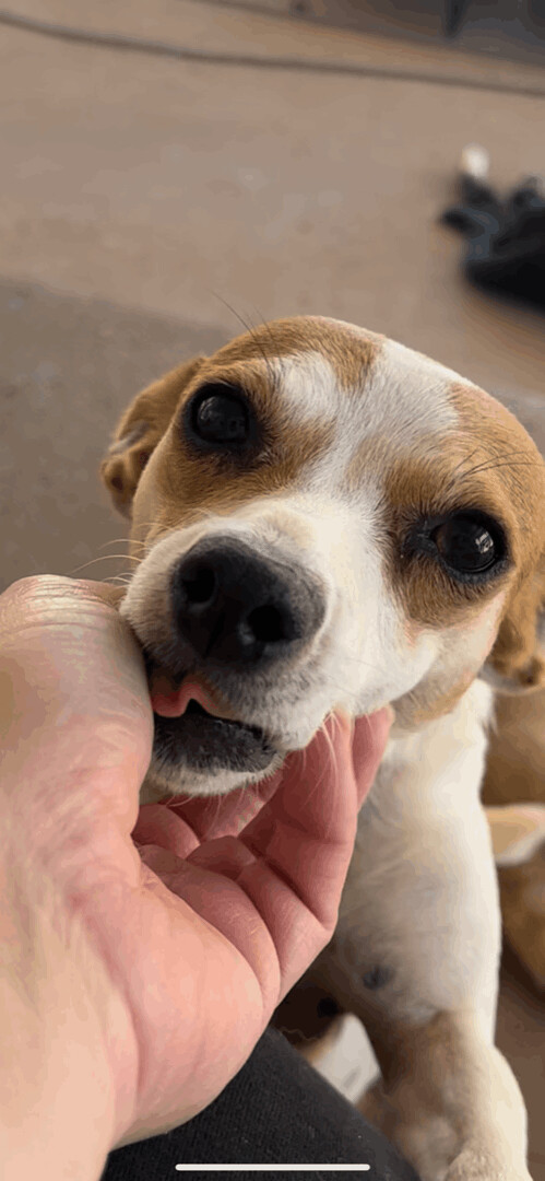 Karen and Lil bit Bonded pair, an adoptable Jack Russell Terrier in Athens, TN, 37303 | Photo Image 2