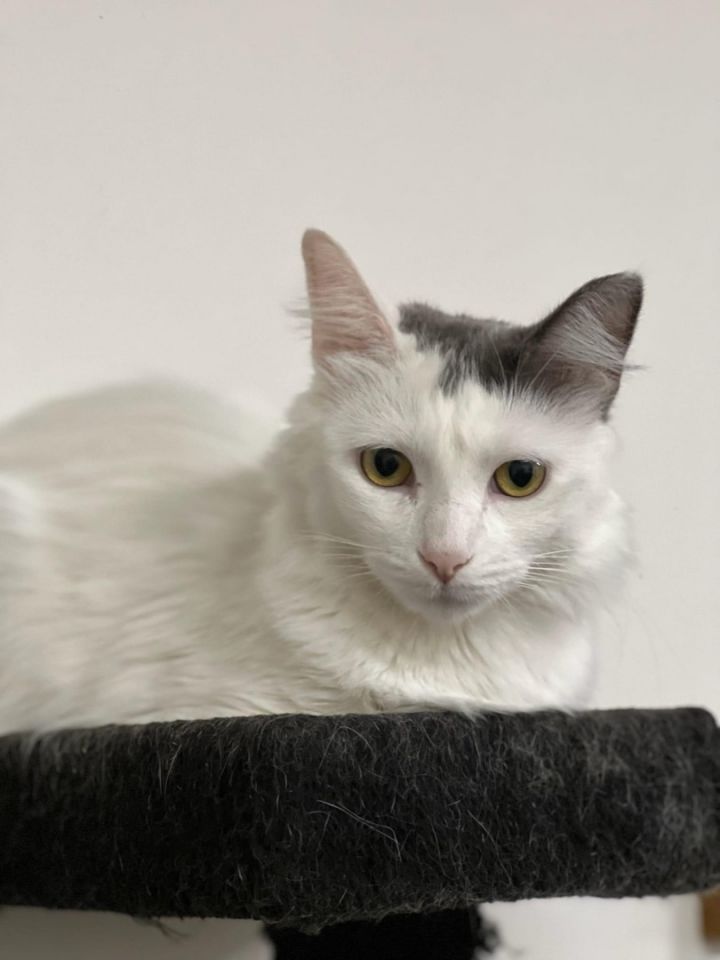 Pickles and Fudge, an adoptable Domestic Long Hair Mix in Kentwood, MI_image-3