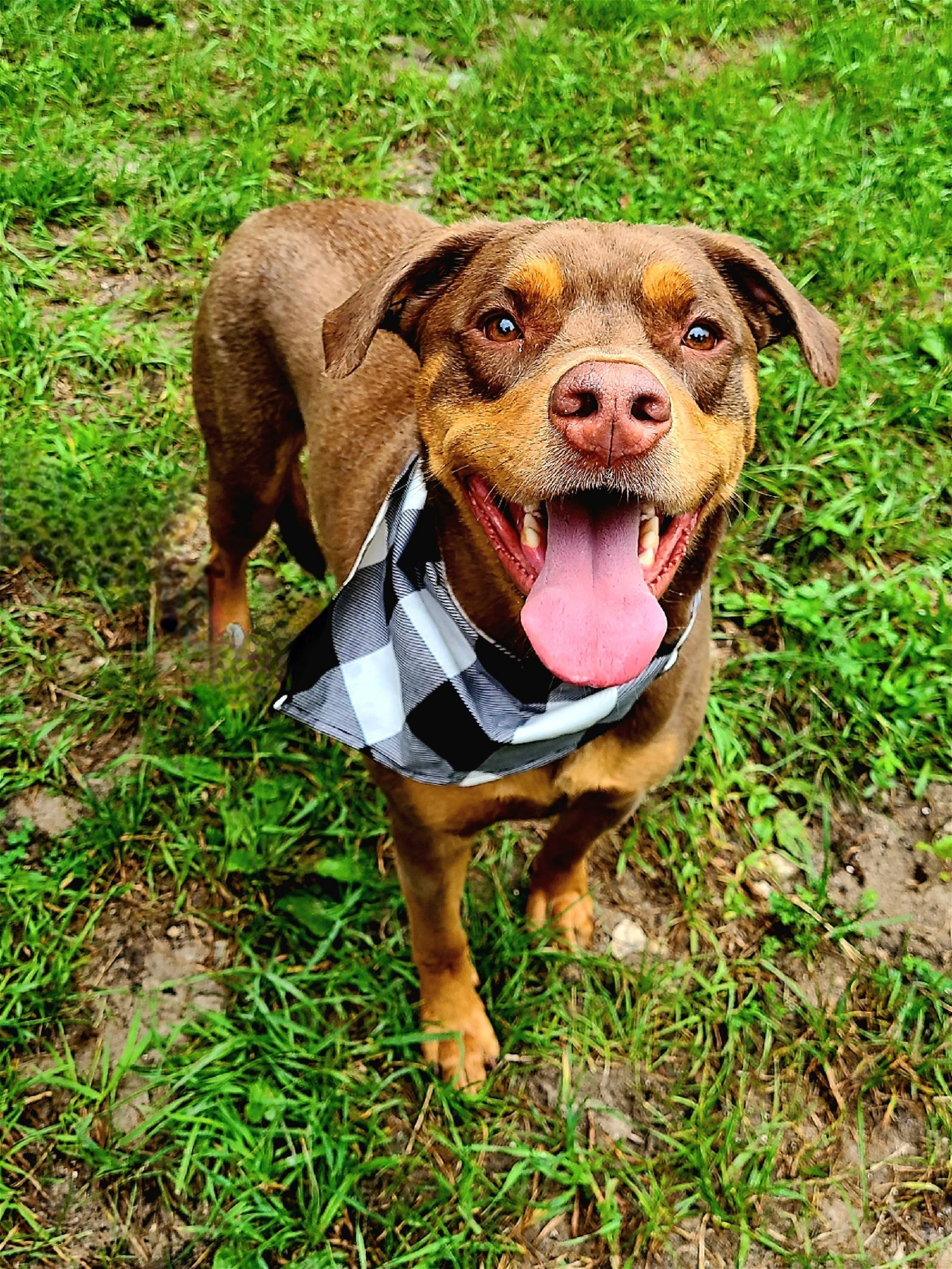 Wiley, an adoptable Doberman Pinscher in Minneapolis, MN, 55403 | Photo Image 2