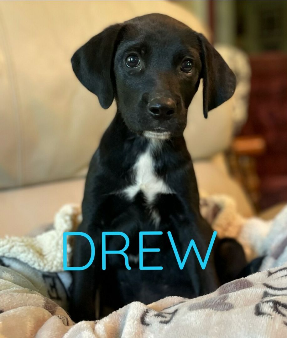 Drew