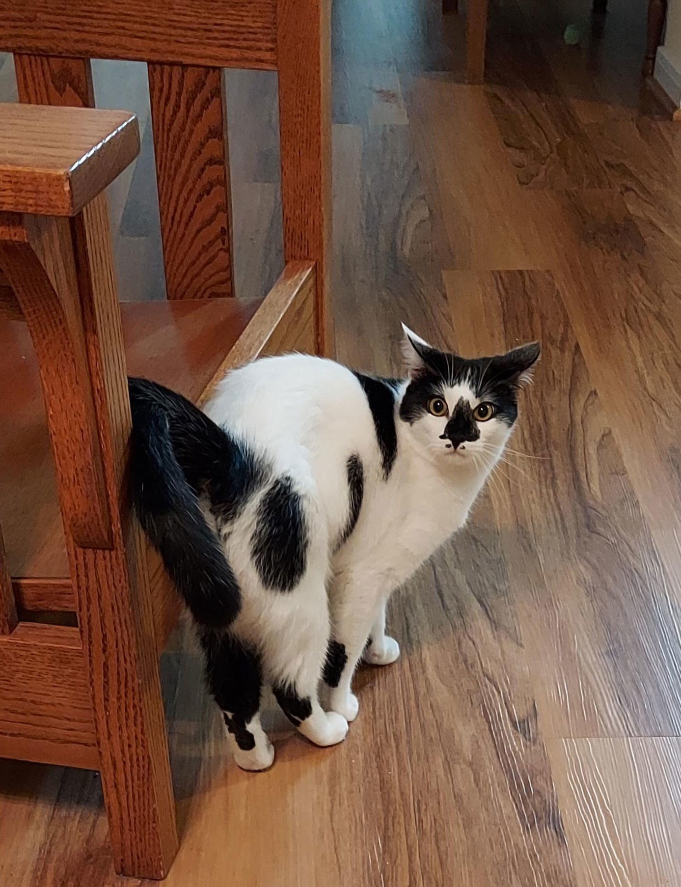 Clover, an adoptable Domestic Short Hair in Cypress, TX, 77433 | Photo Image 1