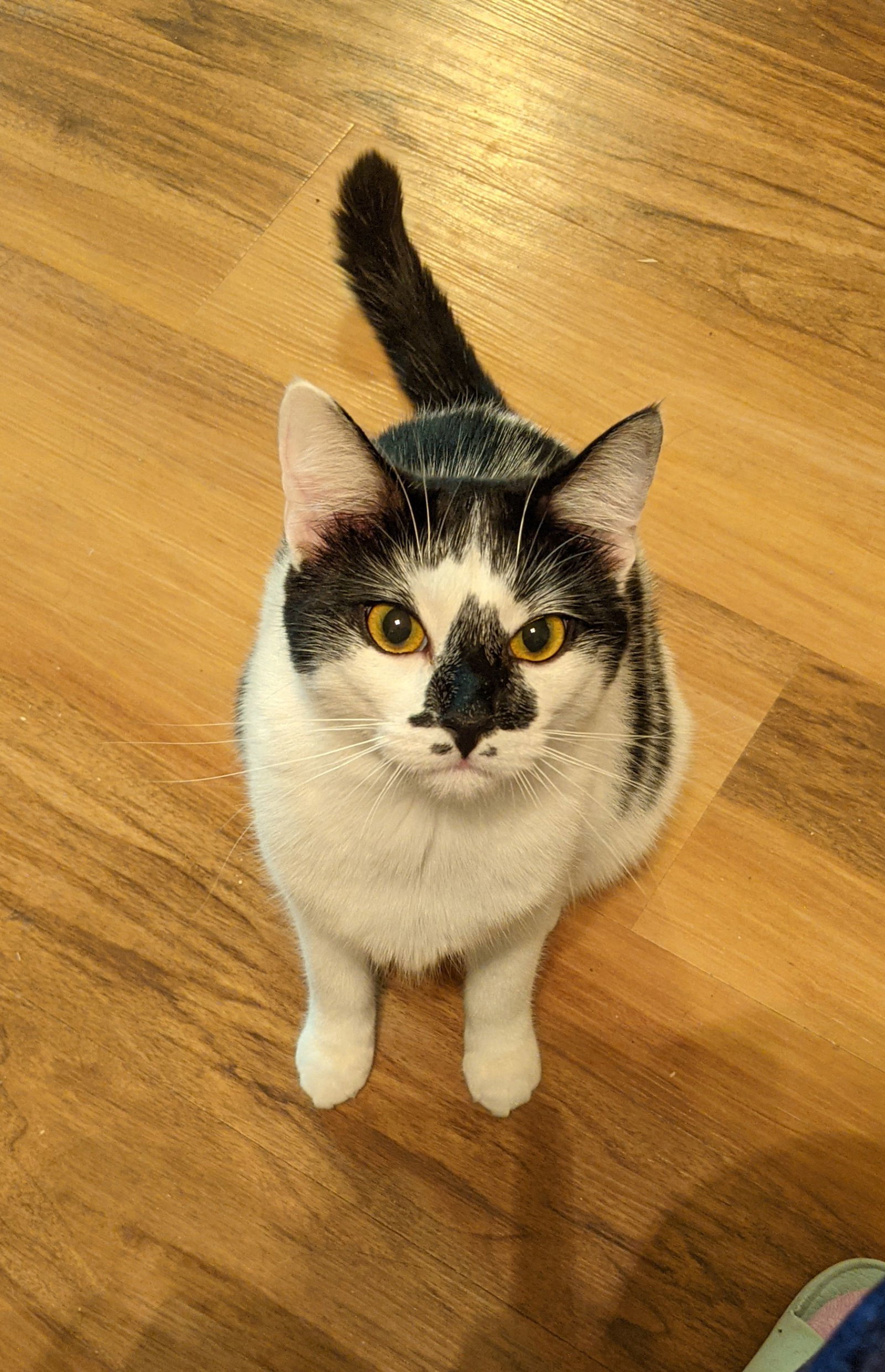 Clover, an adoptable Domestic Short Hair in Cypress, TX, 77433 | Photo Image 2