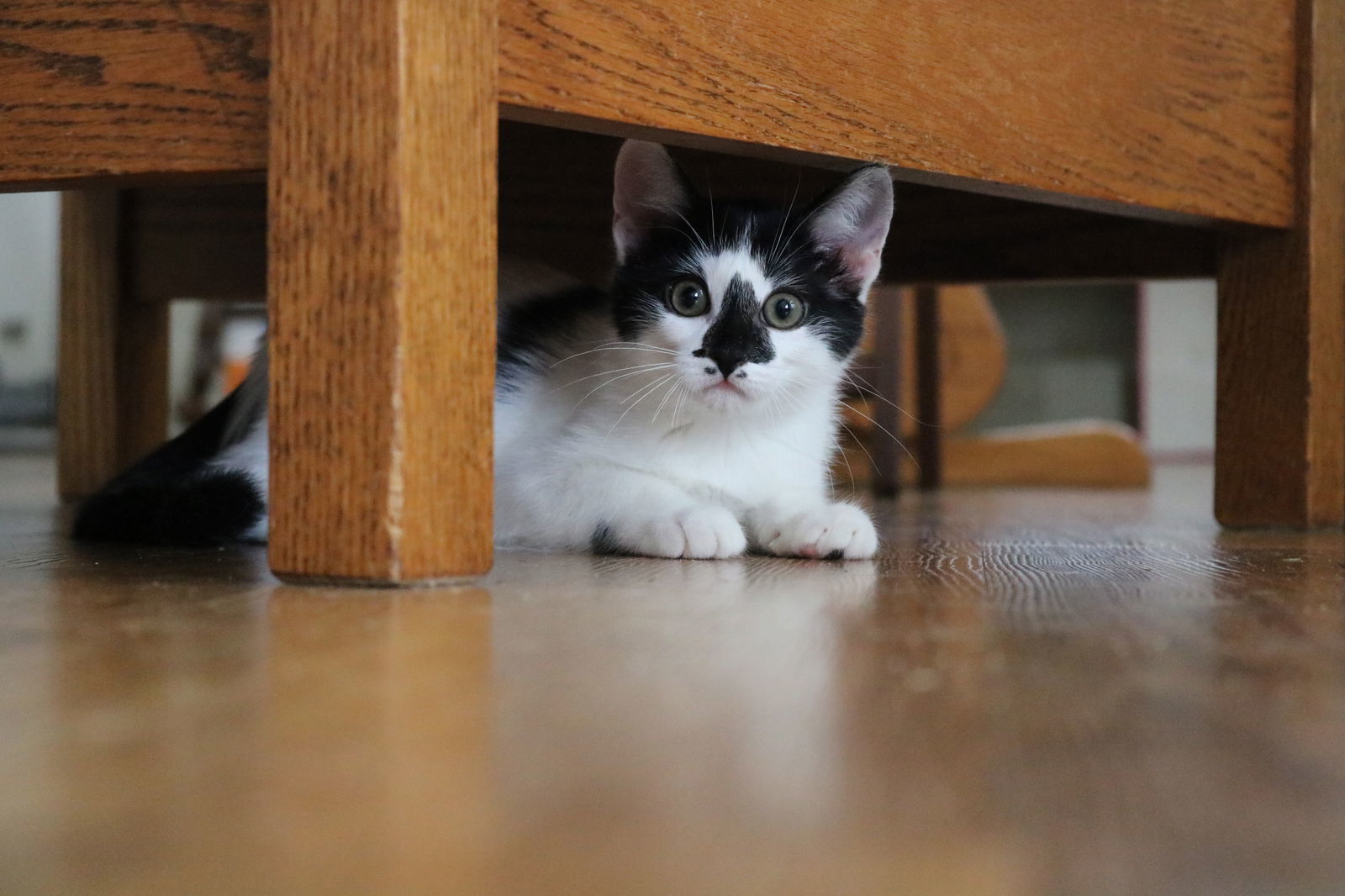 Clover, an adoptable Domestic Short Hair in Cypress, TX, 77433 | Photo Image 3