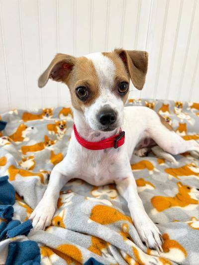 Randy, an adopted Jack Russell Terrier & Chihuahua Mix in Yakima, WA_image-2