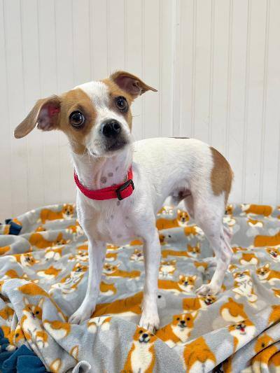 Randy, an adopted Jack Russell Terrier & Chihuahua Mix in Yakima, WA_image-3