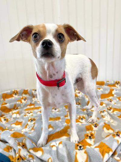 Randy, an adopted Jack Russell Terrier & Chihuahua Mix in Yakima, WA_image-4