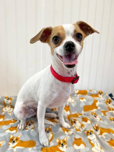 Randy, an adopted Jack Russell Terrier & Chihuahua Mix in Yakima, WA_image-6