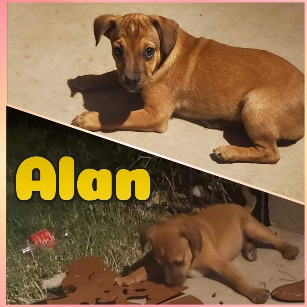 Alan