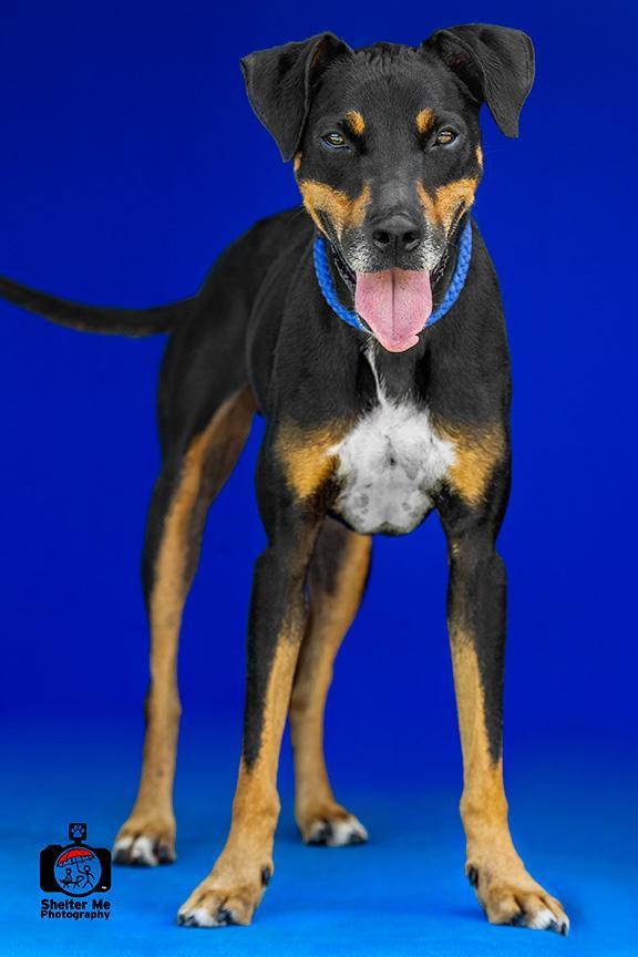 Rocky, an adoptable Doberman Pinscher, Mixed Breed in Denham Springs, LA, 70726 | Photo Image 1
