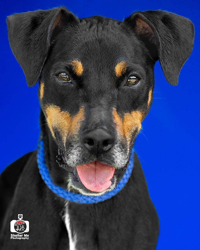 Rocky, an adoptable Doberman Pinscher, Mixed Breed in Denham Springs, LA, 70726 | Photo Image 2