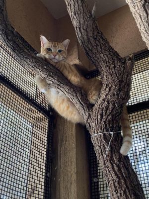 Sherbert, Senior Male Domestic Short Hair