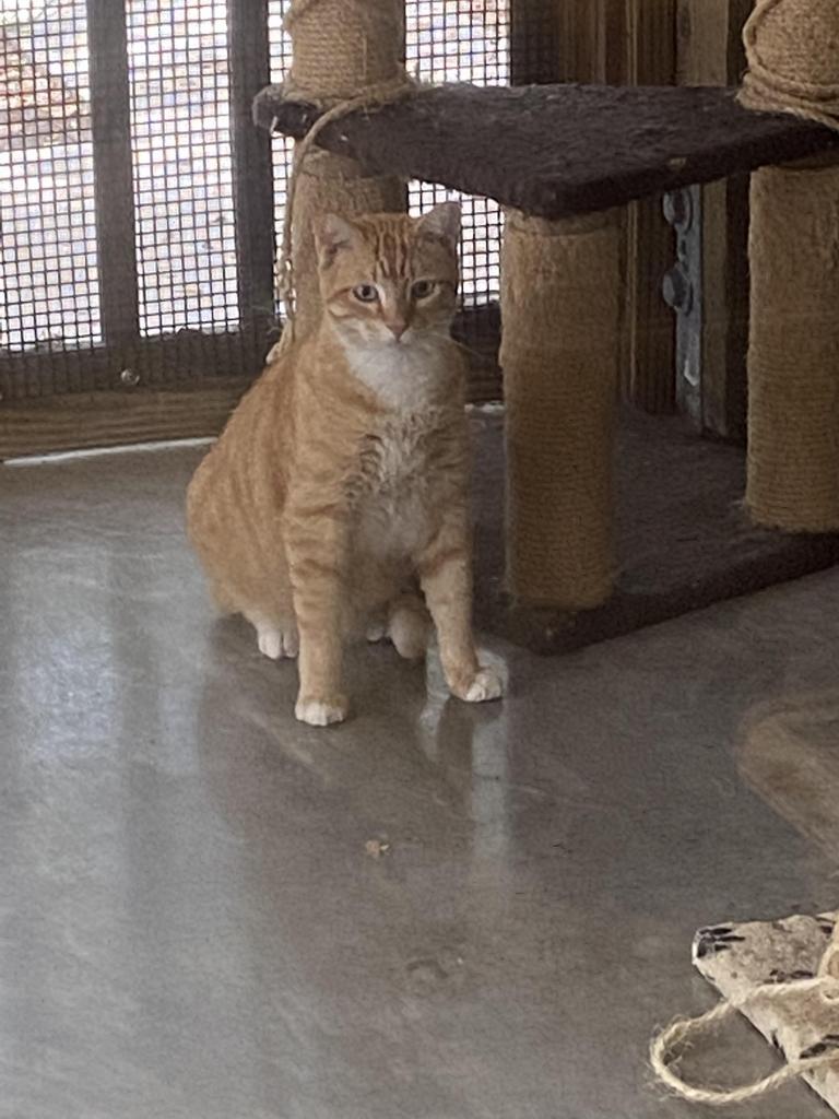 Sherbert, an adoptable Domestic Short Hair in Fulton, TX, 78358 | Photo Image 2