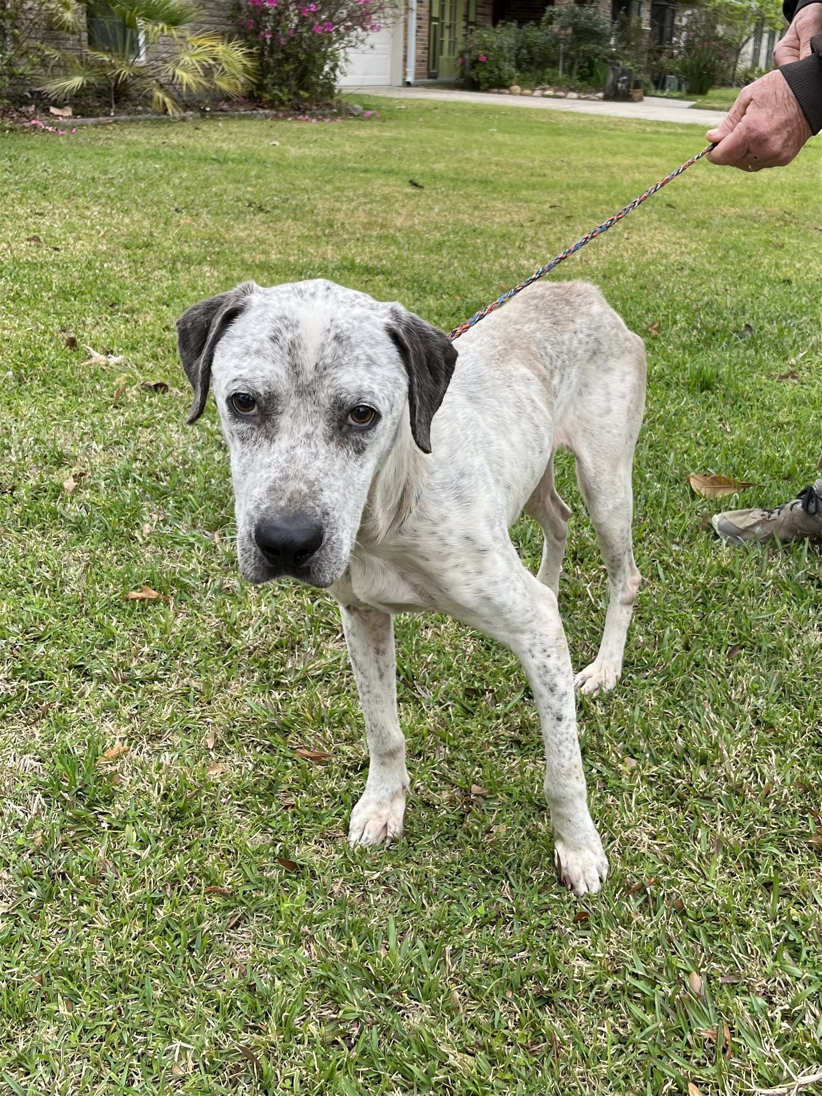 Tater, an adoptable English Pointer in Slidell, LA, 70469 | Photo Image 1