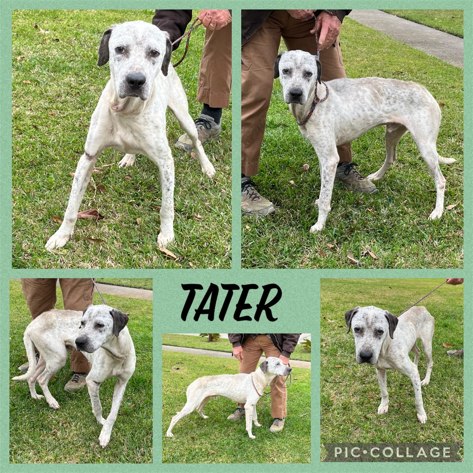 Tater, an adoptable English Pointer in Slidell, LA, 70469 | Photo Image 2