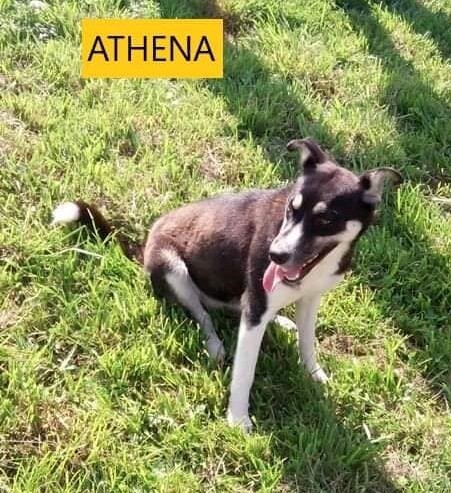 Athena, an adoptable Husky Mix in Breinigsville, PA_image-2