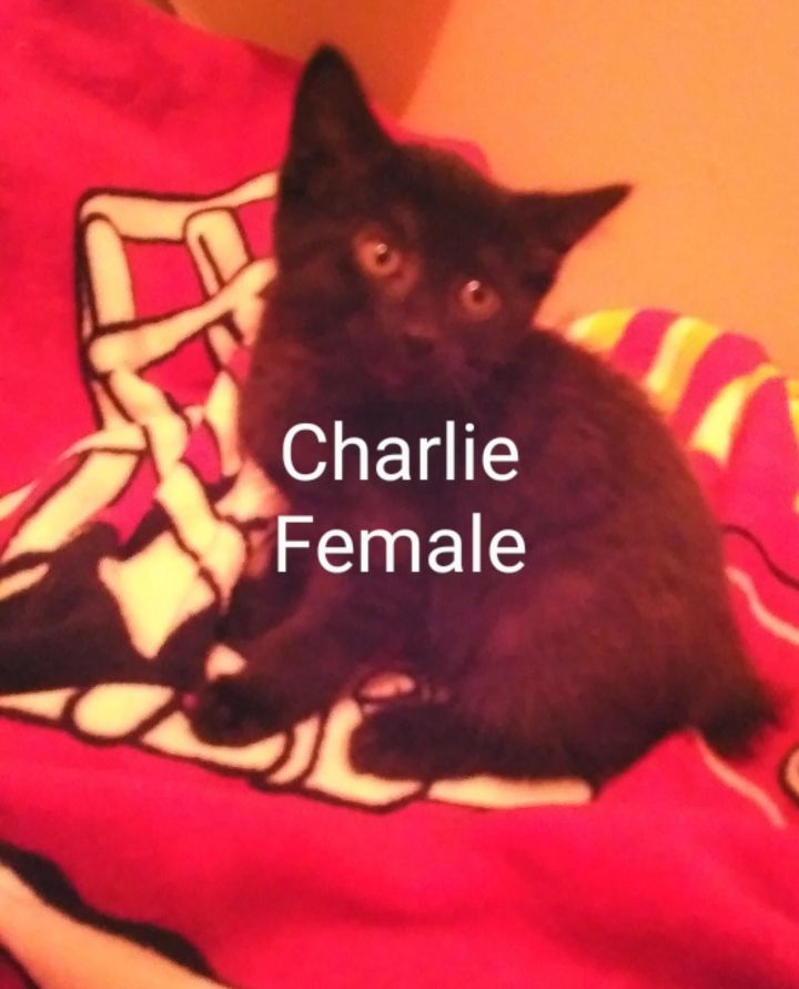 Charlie 1