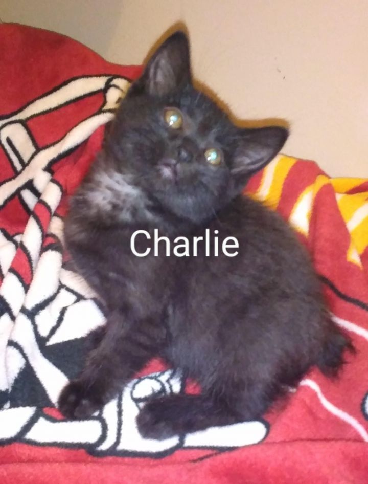 Charlie 2