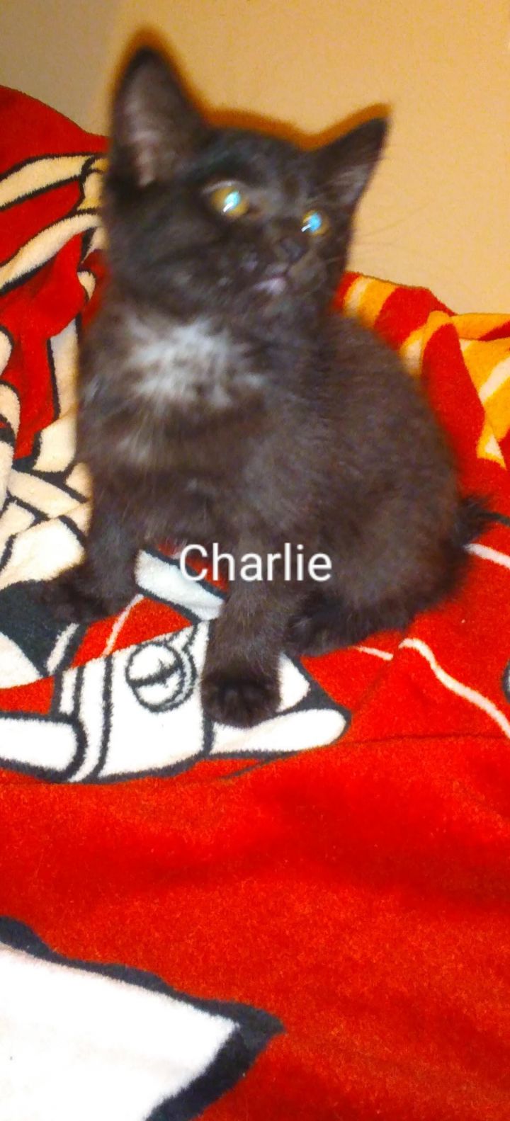Charlie 3