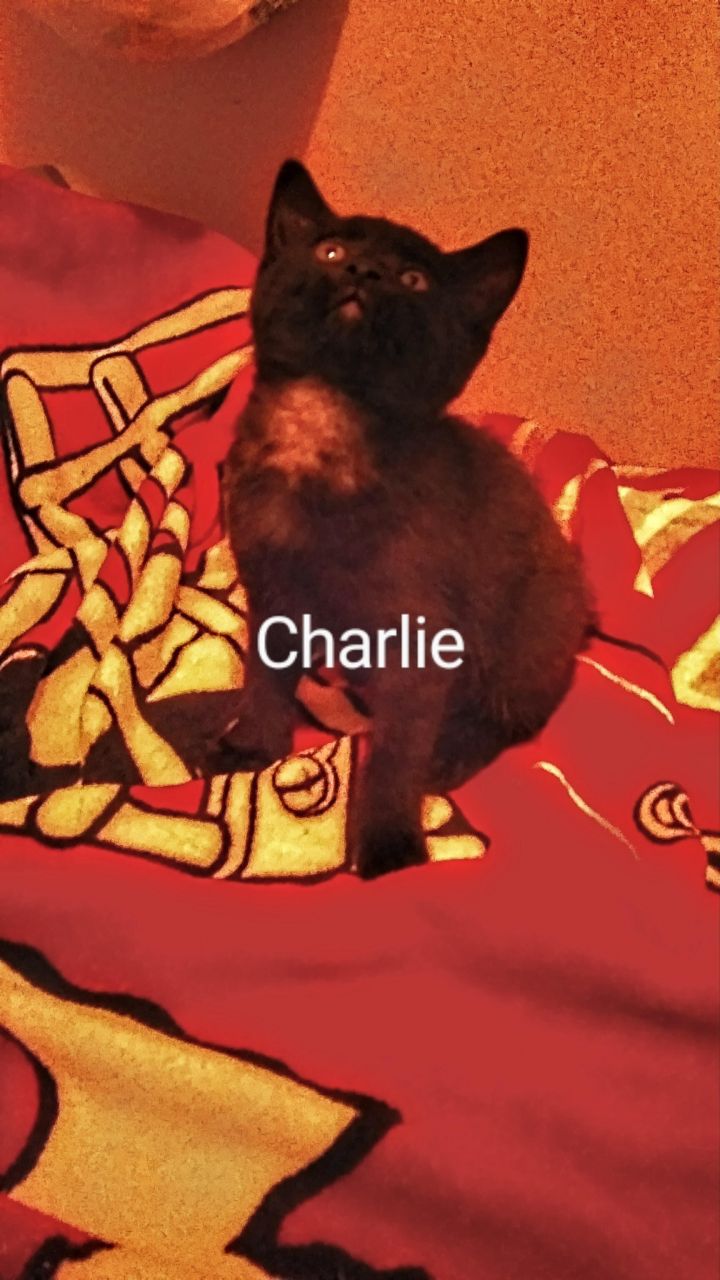 Charlie 4