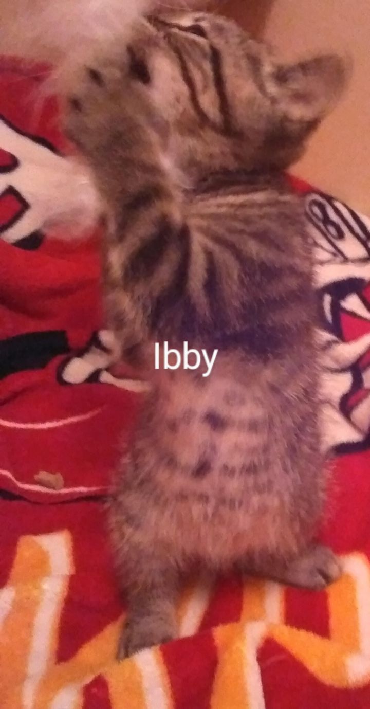Ibby 4